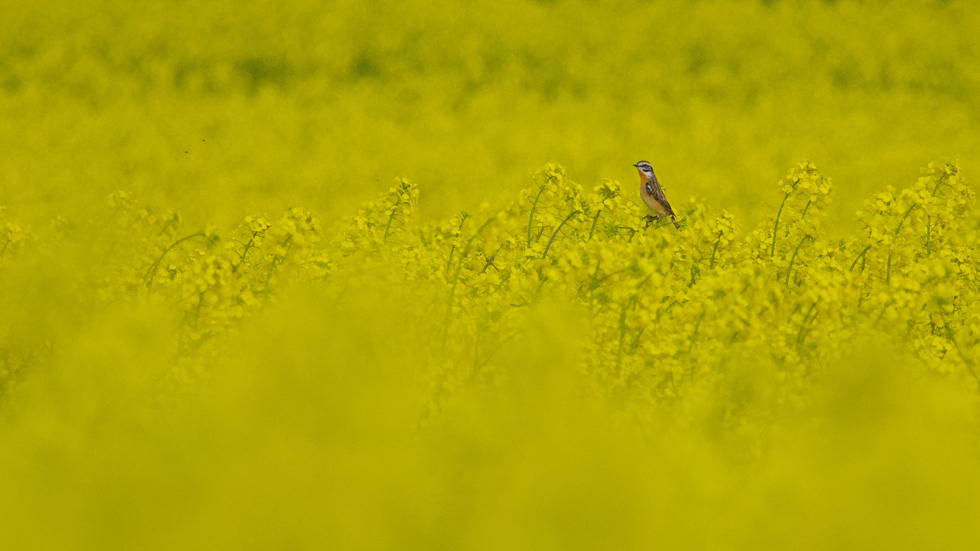 Farbklecks im gelben Meer